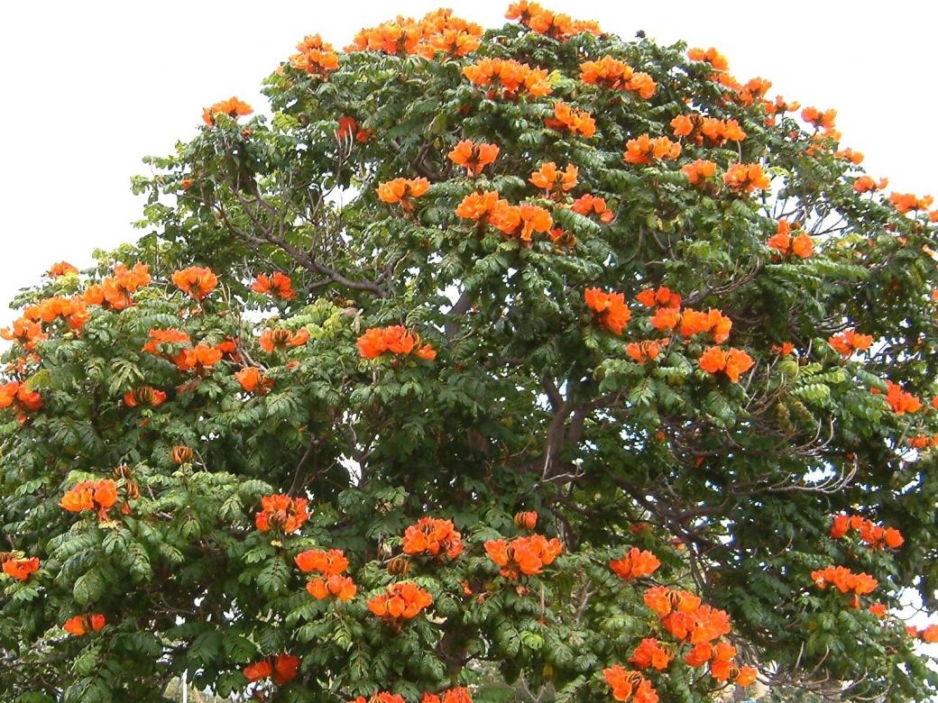 Цъфтящо дърво в Мадейра. онлайн пъзел