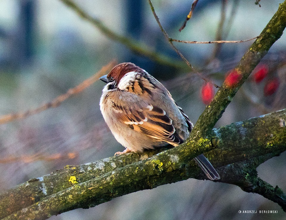 Sparrow wacht op de lente. legpuzzel online