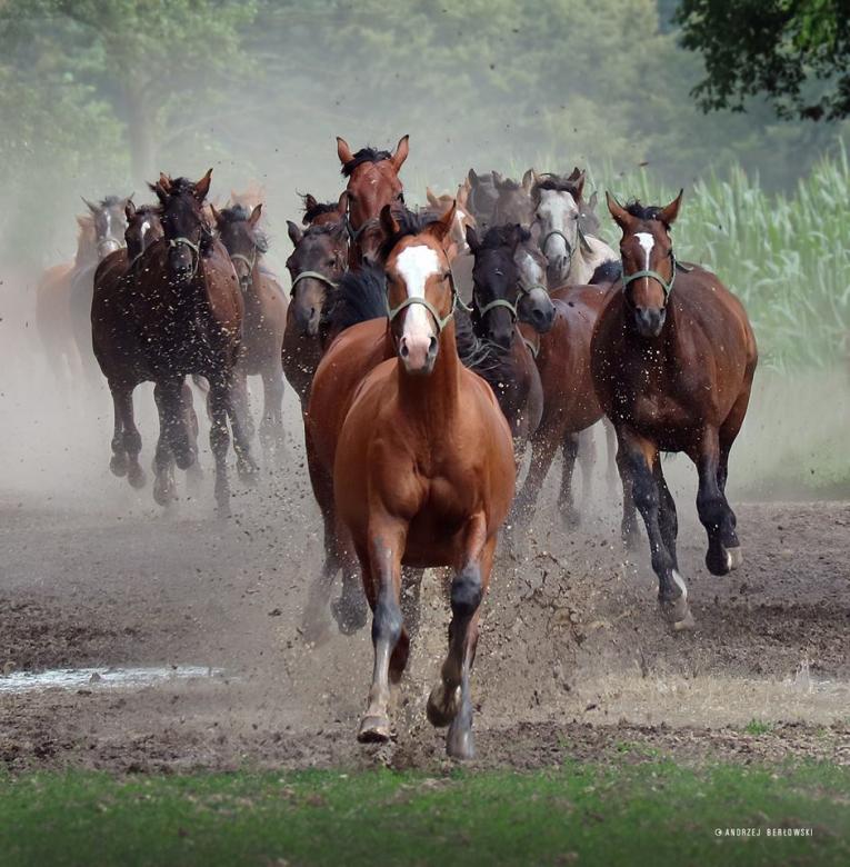 Tabun horses in a gallop online puzzle