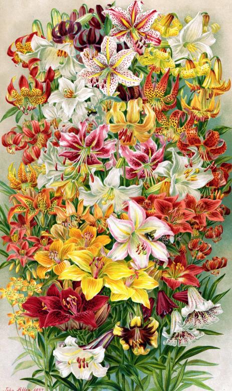 Bouquet of lilies. online puzzle
