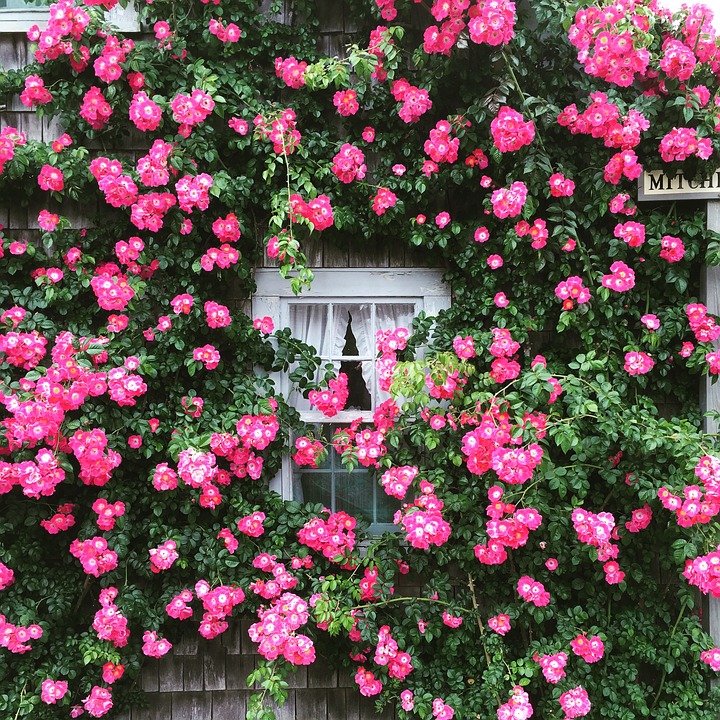 Een raam in rozen. legpuzzel online