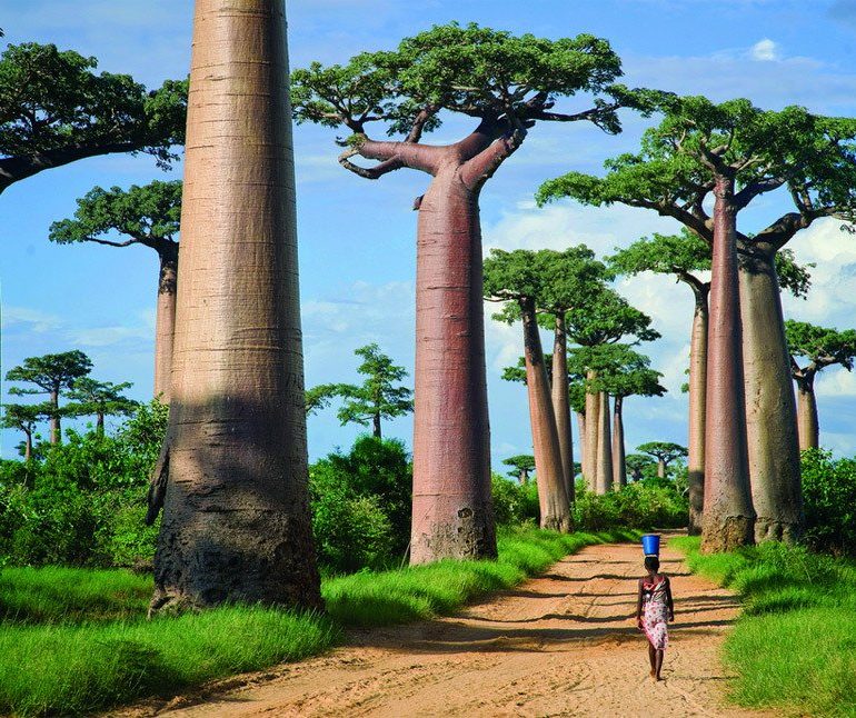 Grandes árboles de baobab rompecabezas en línea