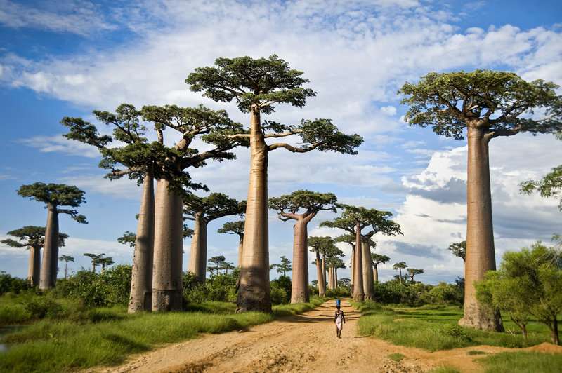 Grote Afrikaanse boom legpuzzel online