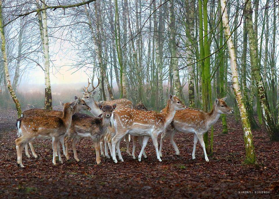 A flock of fallow deer. Beauti online puzzle