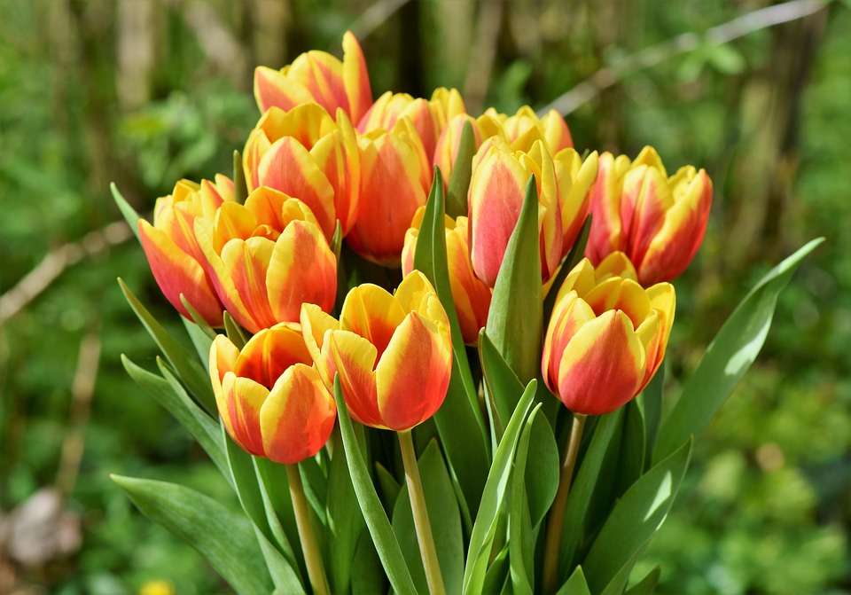 tulipán virág online puzzle
