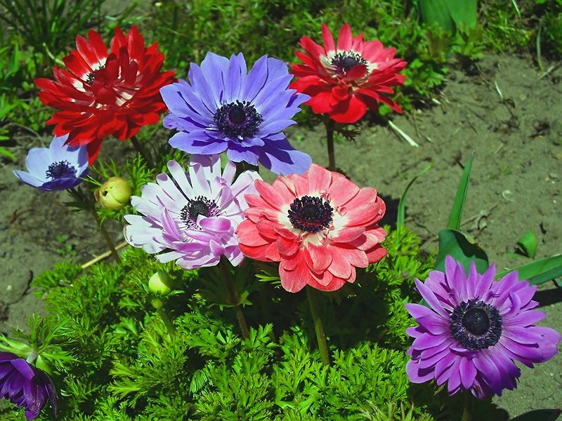 Virágállatok. online puzzle