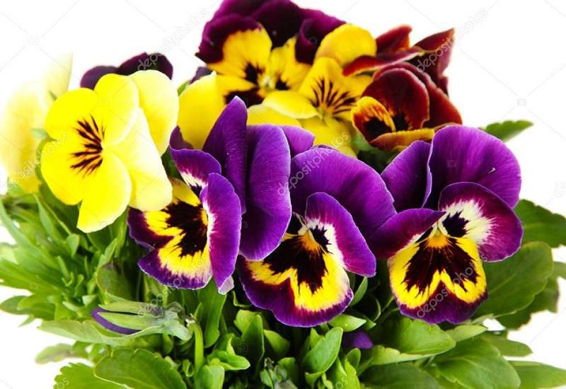 Pansies. jigsaw puzzle online