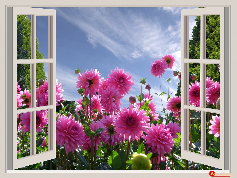 Rózsaszín daliák az ablakon kívül. kirakós online