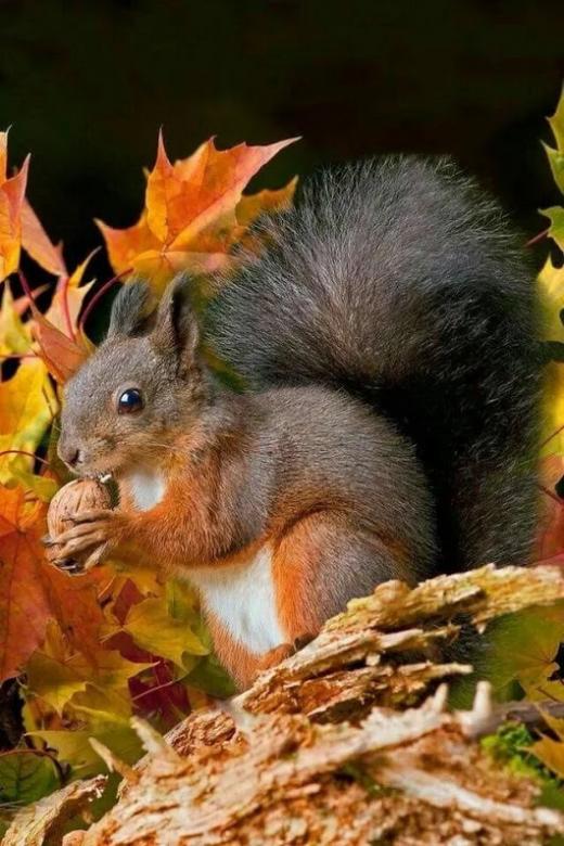 scoiattolo e foglie d'autunno puzzle online