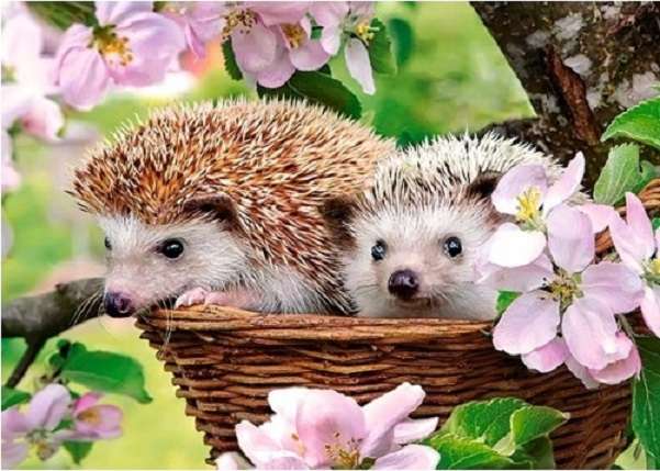 Spring hedgehogs. jigsaw puzzle online