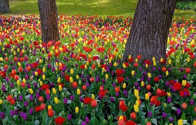 Bunte Tulpen im Park. Online-Puzzle
