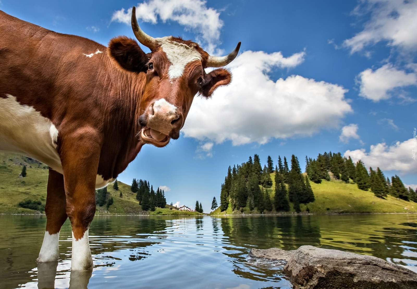 Vaca en el rio rompecabezas en línea
