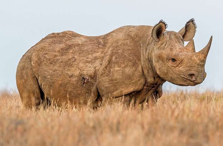 Носорог на разходка онлайн пъзел