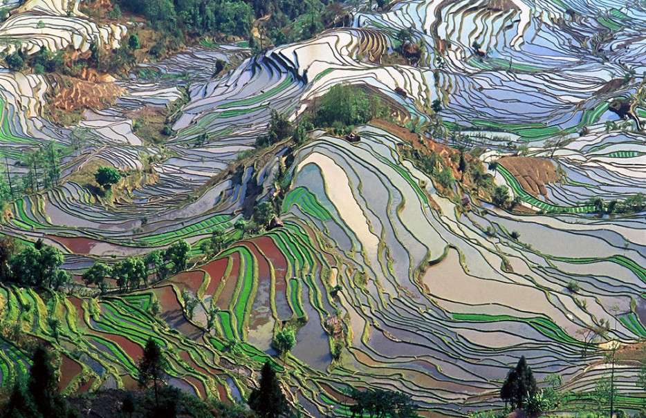 campos de arroz rompecabezas en línea