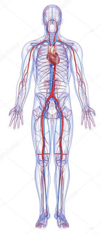 Circulatory system jigsaw puzzle online