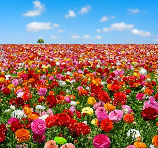 Flower field online puzzle