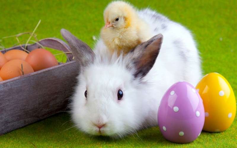 Velikonoční puzzle s králíkem skládačky online