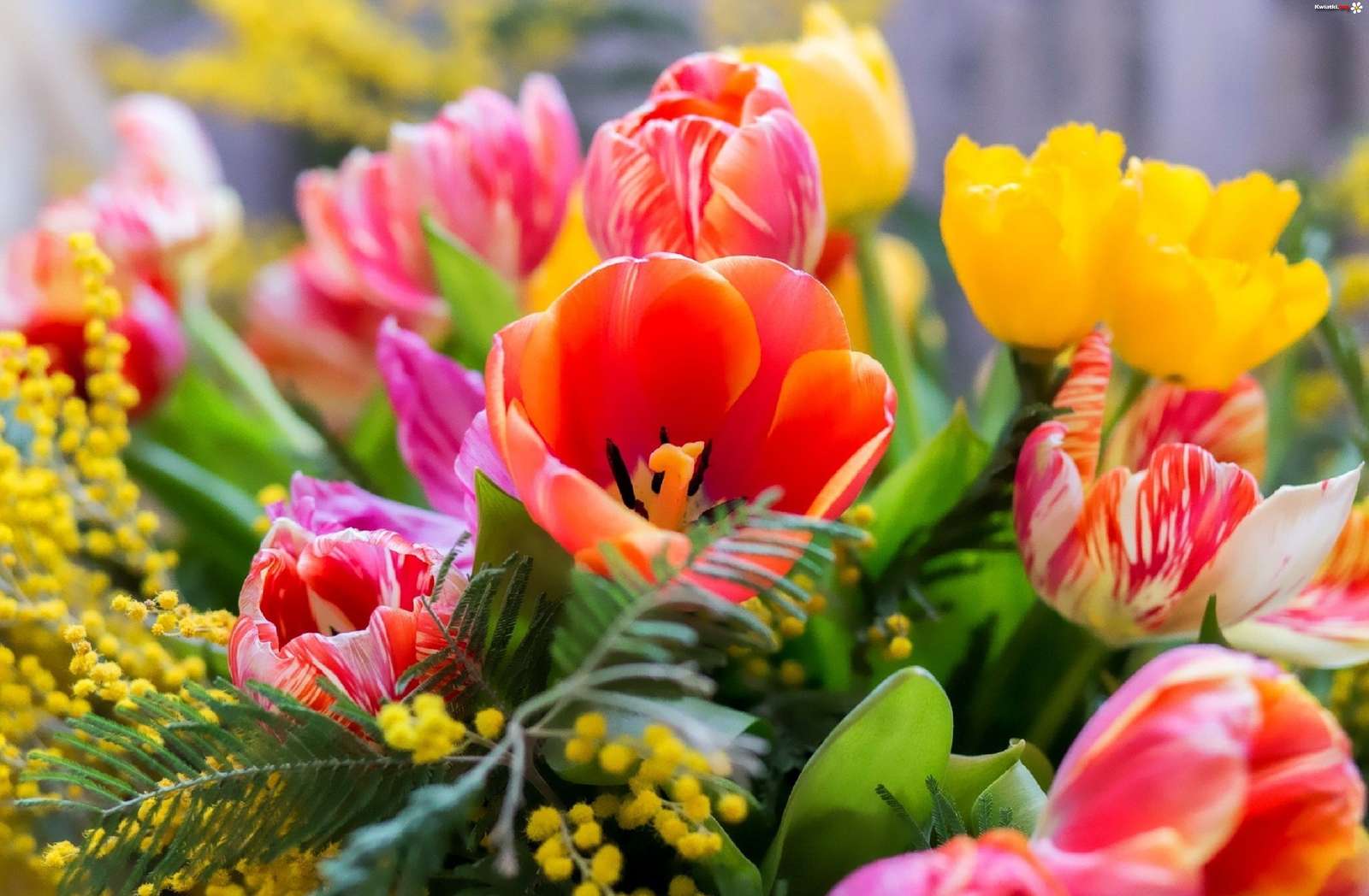 Barevné tulipány online puzzle