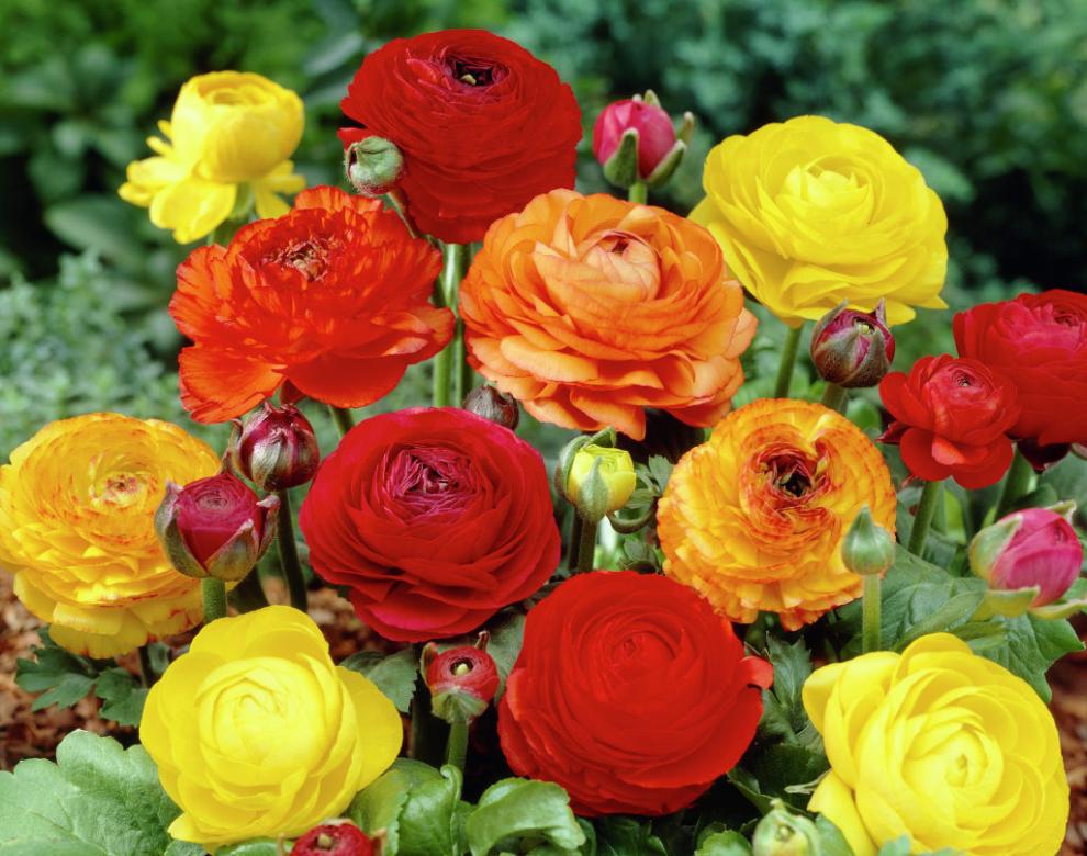 Красивые красочные цветы. пазл онлайн