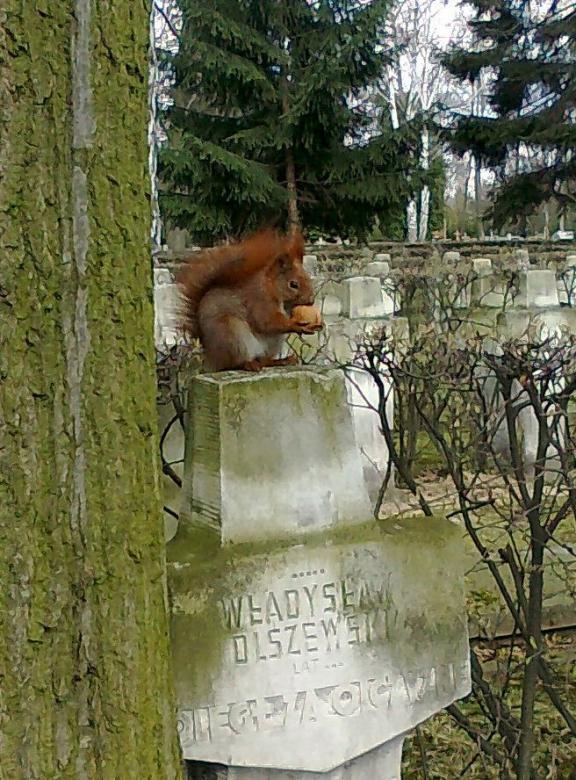 O veveriță cu pradă puzzle online
