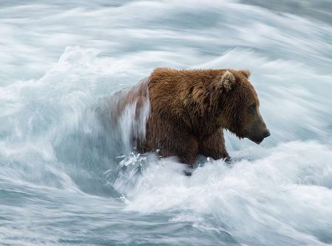 Medvěd v řece. skládačky online