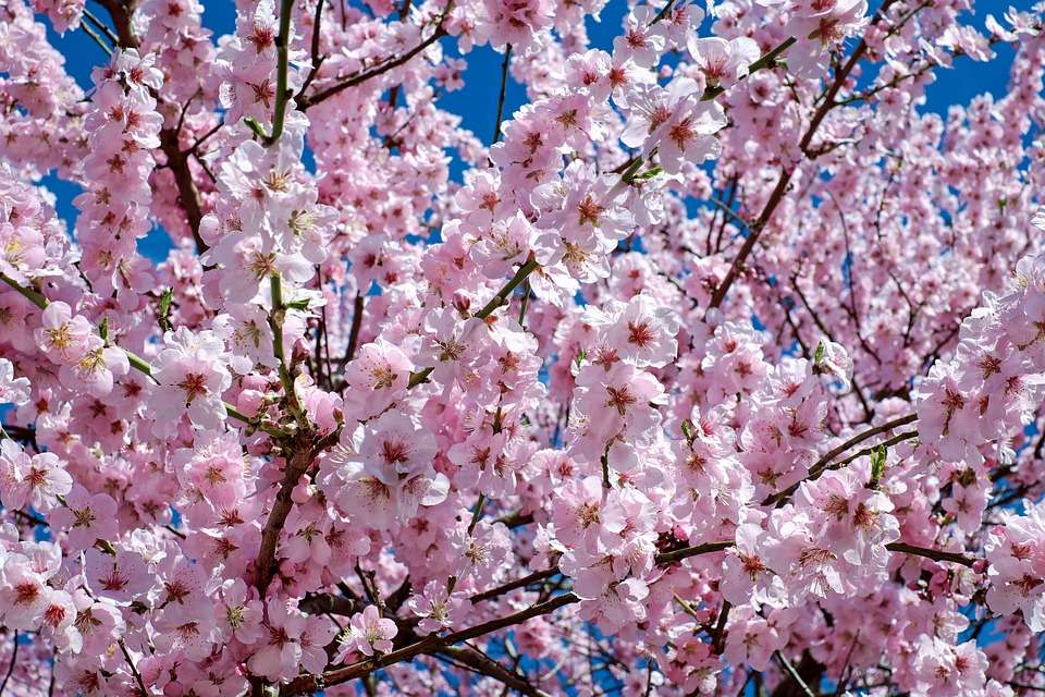 Pink cherry blossoming. online puzzle