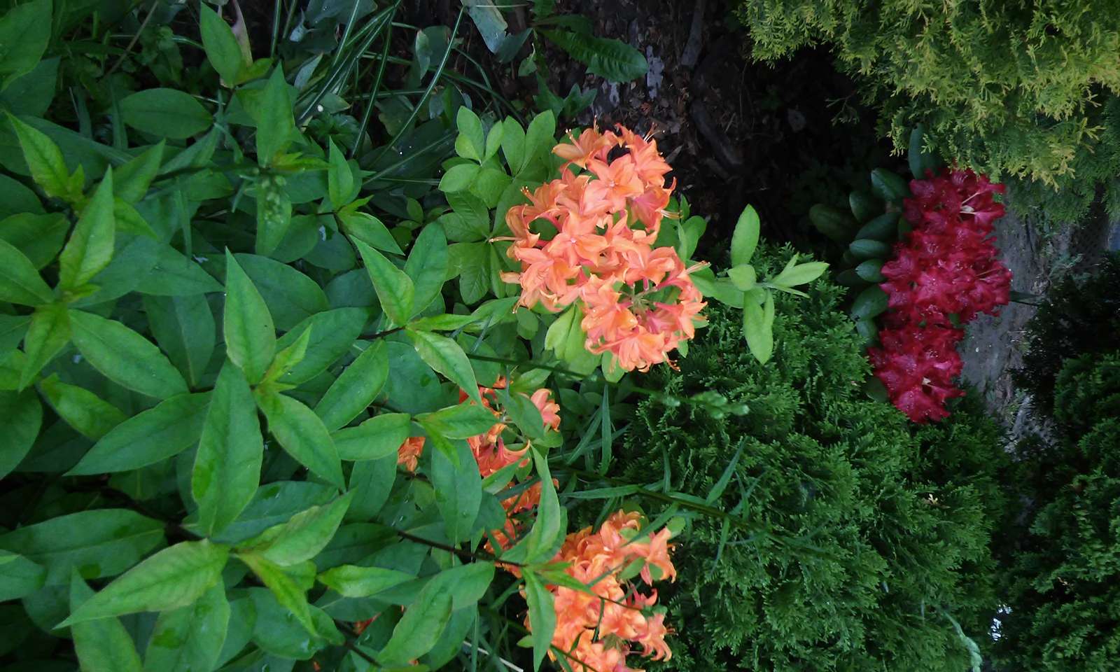 rododendron, azalka skládačky online