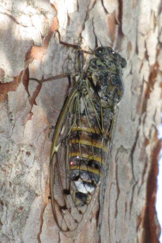 Zikade auf einem Baumstamm. Puzzlespiel online