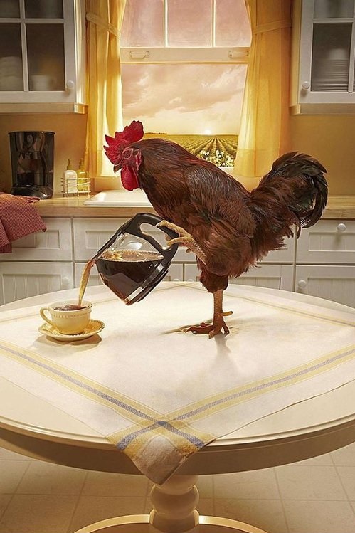 Hen with morning coffee. jigsaw puzzle online