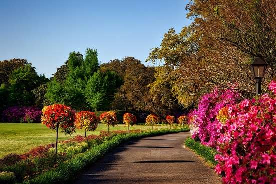 Flowers in the park. jigsaw puzzle online