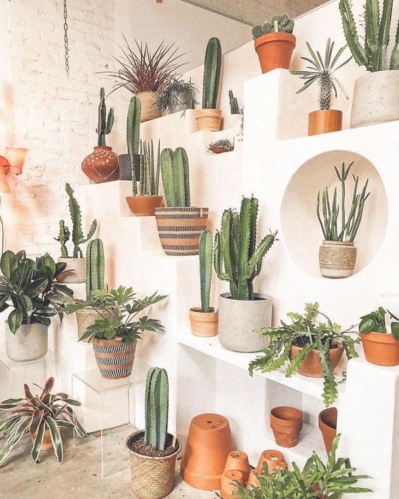 En vägg med kaktusar pussel på nätet