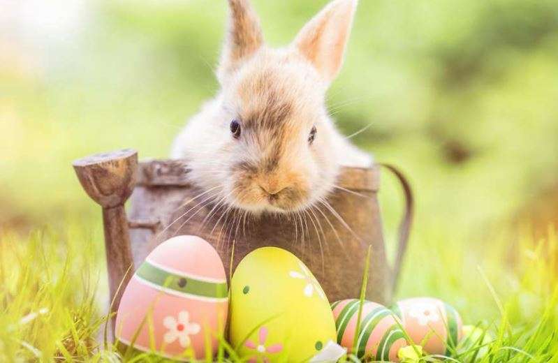 Coniglietto e uovo puzzle online