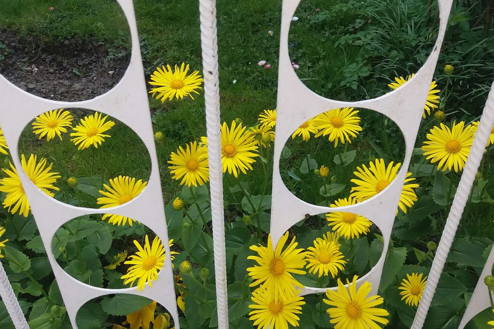 žluté květy za plotem skládačka