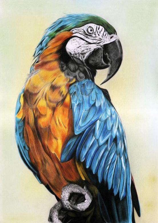 Egy kép egy papagáj online puzzle