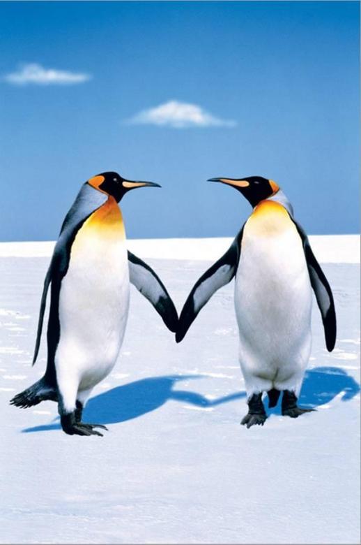 Um par de pinguins puzzle online