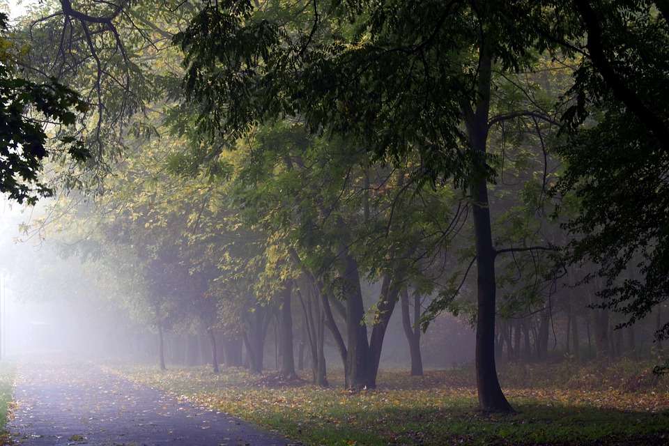 Nebel im Wald von Bäumen Puzzlespiel online
