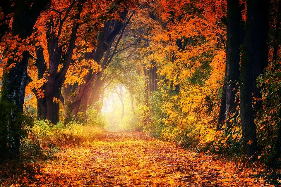 Есенна гора, есенни листа онлайн пъзел