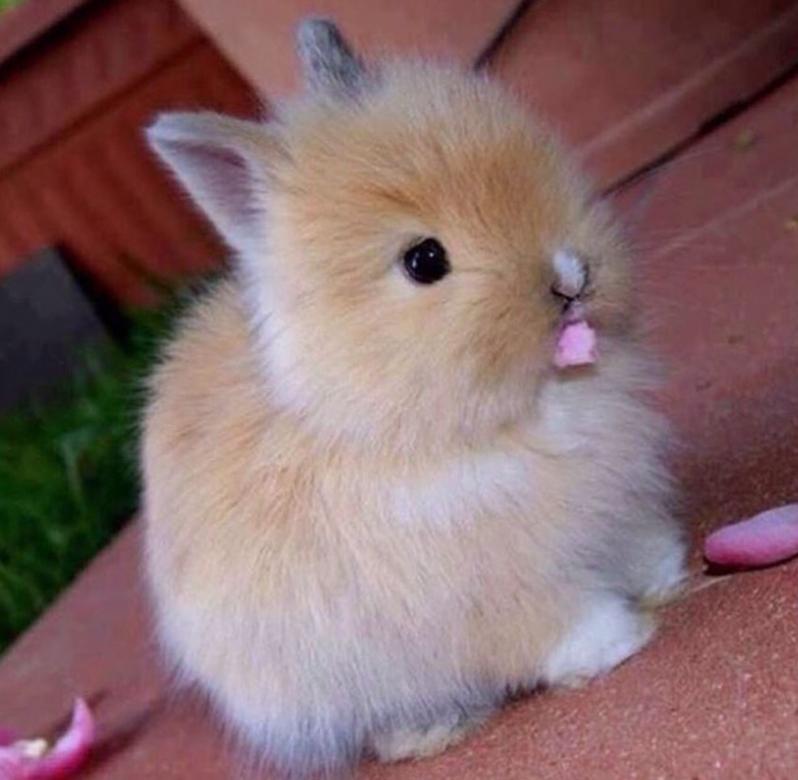 Innenkaninchen, Kaninchen und Hasen, Kaninchen Puzzlespiel online