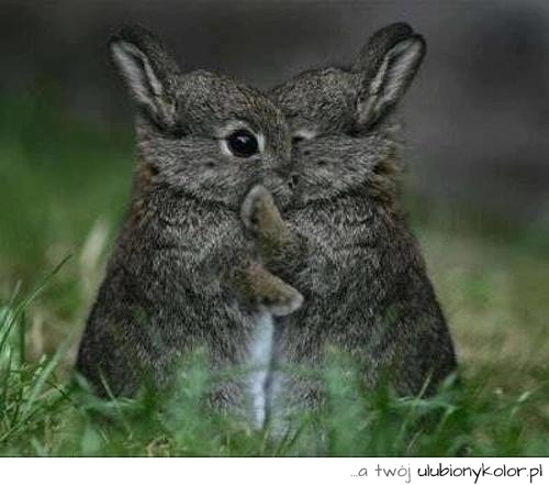 små kaniner pussel på nätet