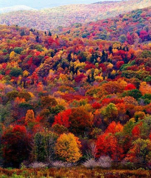 Colorful autumn trees, colorful autumn leaves online puzzle