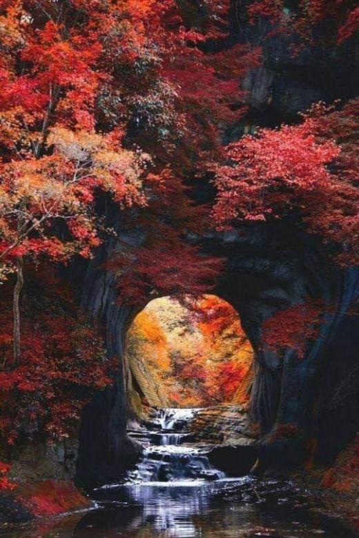 Barevné podzimní stromy, červené podzimní listí skládačky online