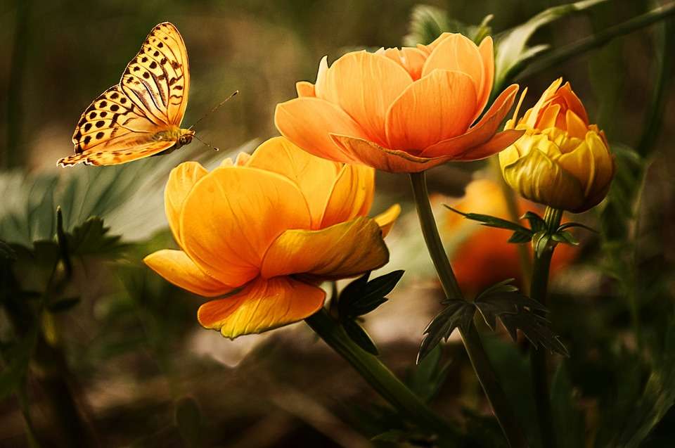 Жълта пеперуда онлайн пъзел