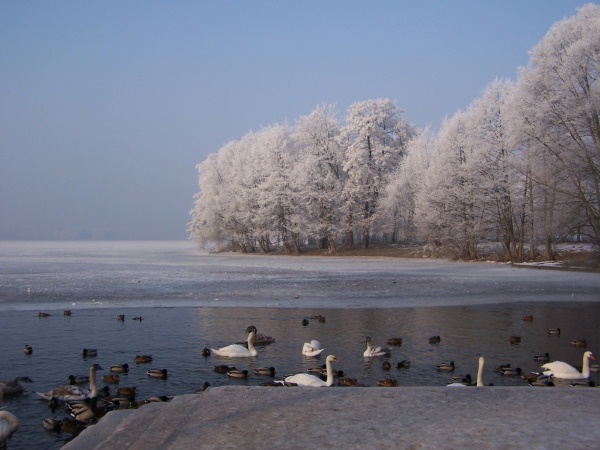 Район Drawskie Lake през зимата. онлайн пъзел