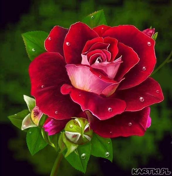 vörös rózsa online puzzle
