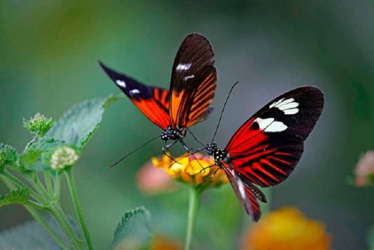 Une paire de papillons puzzle en ligne