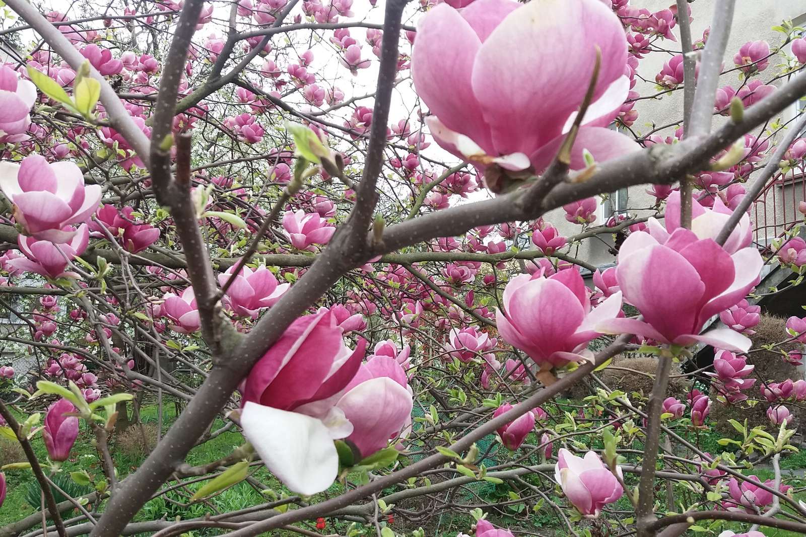 Frühling, Magnolien blühen. Puzzlespiel online