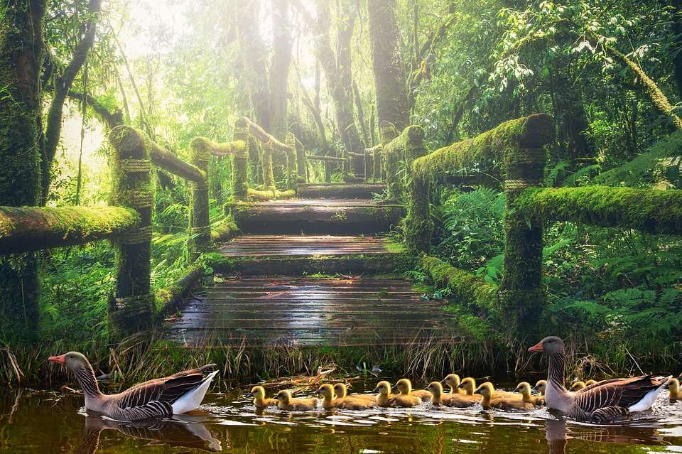 Езерце в парка онлайн пъзел