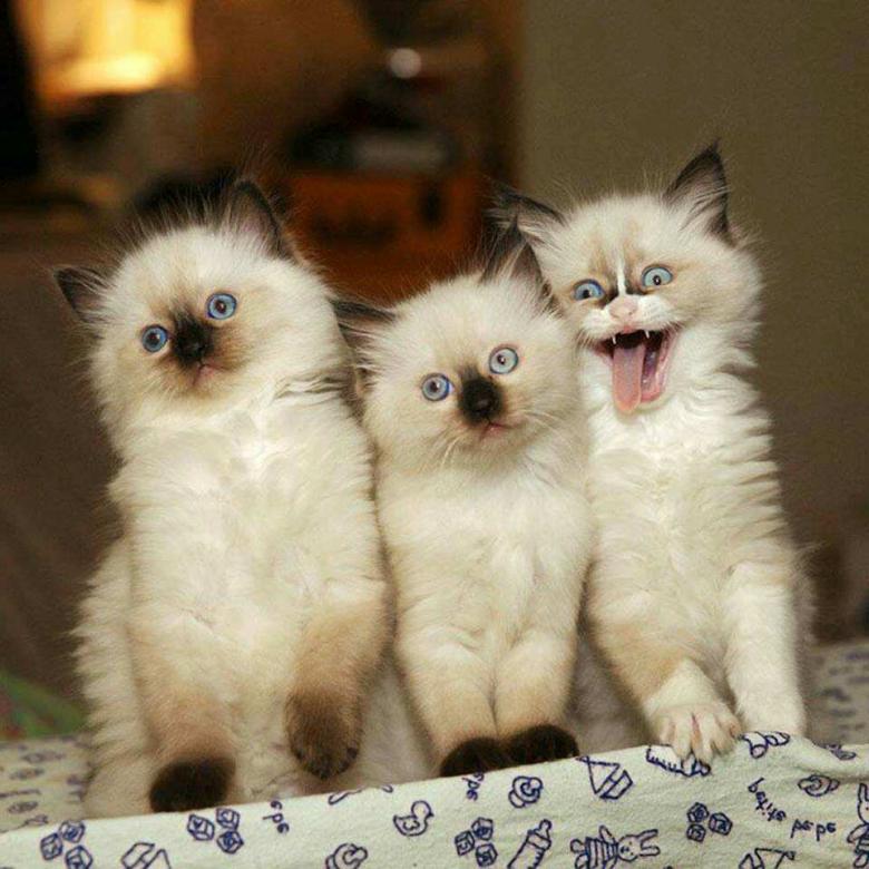 Cher et doux kitty kats puzzle en ligne