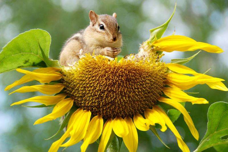 Sunflower and pet online puzzle