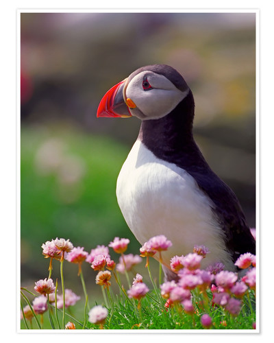 Puffin jigsaw puzzle online